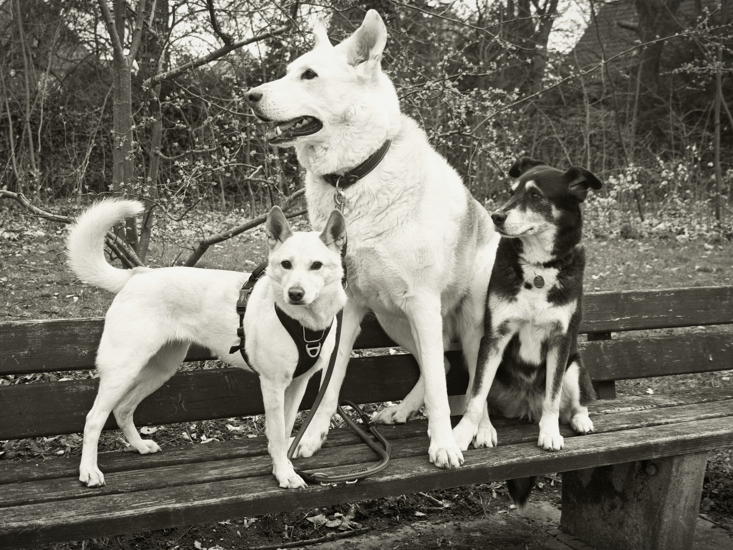 Hundebegegnung an der Leine