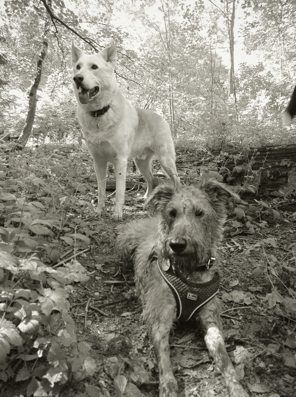 Entspannter Hundeblick