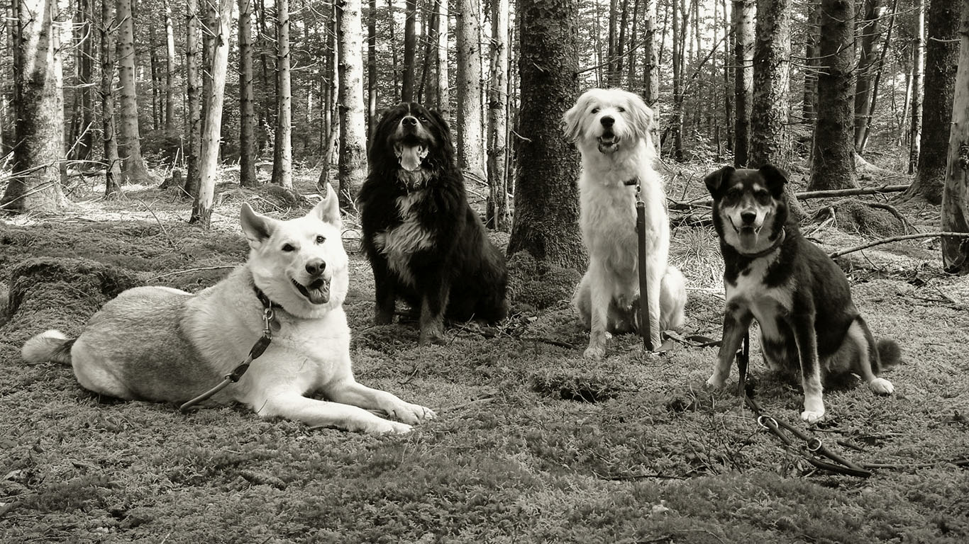 Gesunde Hundeernährung