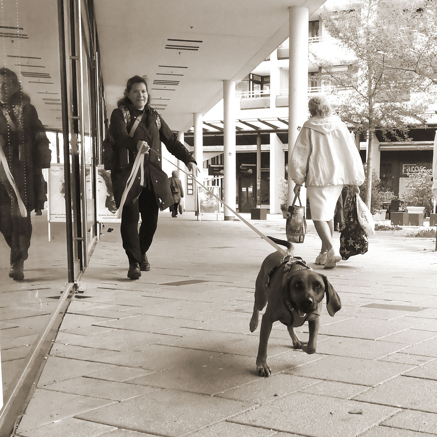 Hund auf der Suchspur