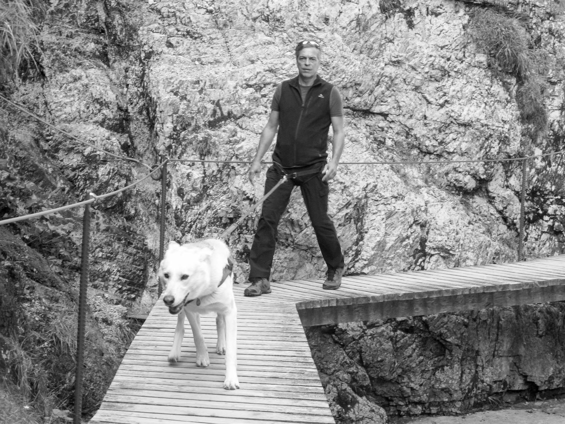 Husky Mischling im Sport