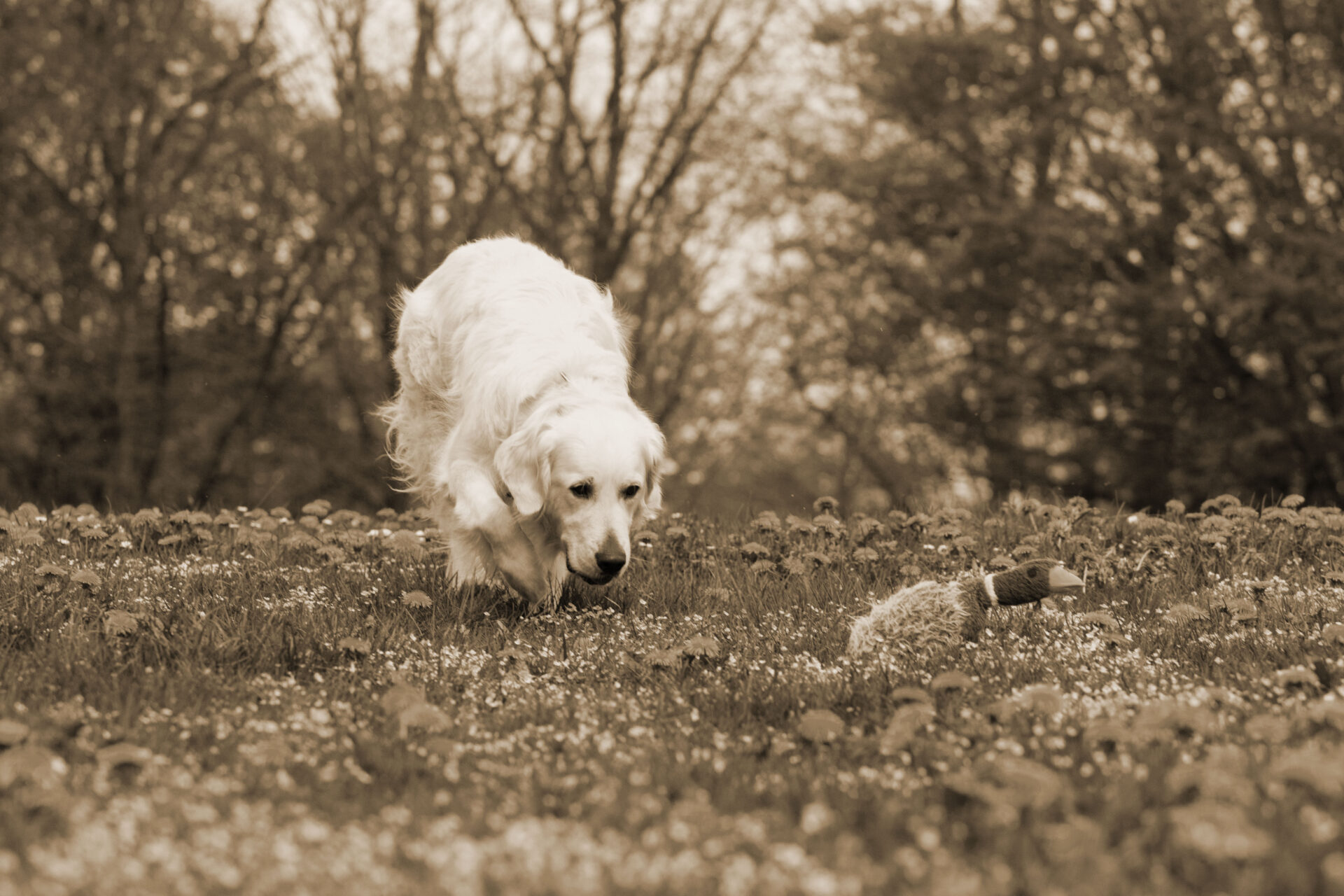 Glückliches Mensch-Hund-Team